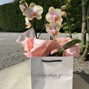 Orchidee kleur